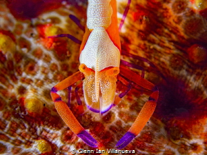 This is a photo of sea-cucumber shrimp well known as the ... by Glenn Ian Villanueva 